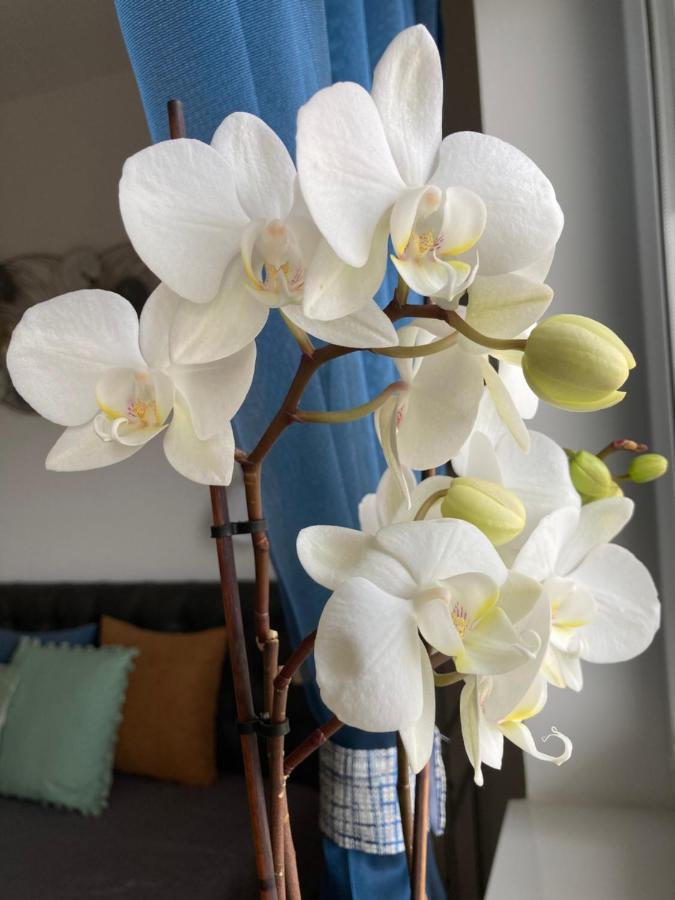 Libellula Apartman Heviz Luaran gambar